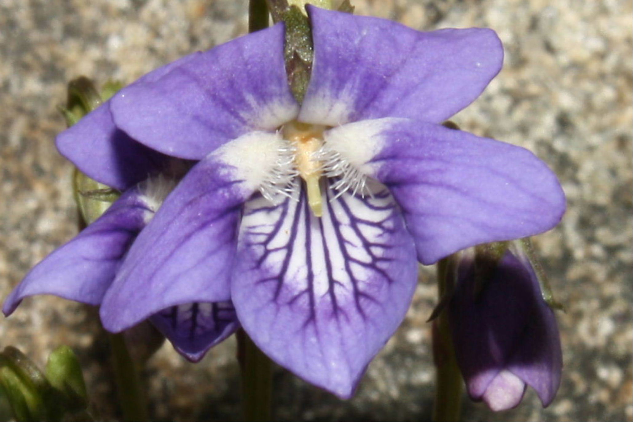 Viola riviniana / Viola di Rivinus